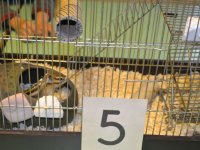 Madarak és fák napja