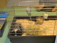 Madarak és fák napja