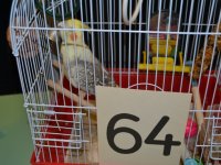 Állatok Világnapja