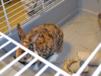 Állatok Világnapja