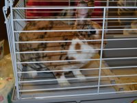 Állatok Világnapja