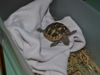 Állatok Világnapja