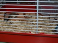 Állatok Világnapja