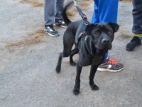 Állatok Világnapja