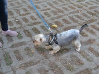 Állatok Világnapja