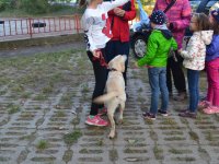 Állatok Világnapja