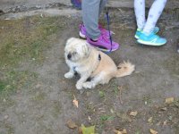 Állatok Világnapja