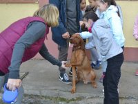 Állatok Világnapja