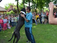 Madarak és fák napja