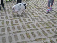 Madarak és fák napja