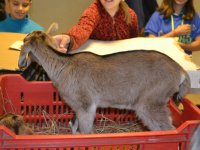 Madarak és fák napja