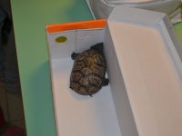 Madarak és fák napja