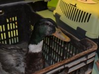 Madarak és fák napja