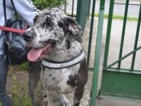 Madarak és fák napja