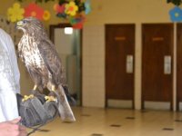 Madarak és fák napja